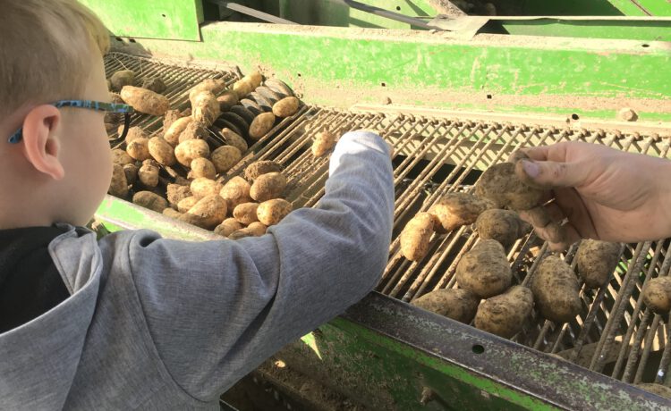 Besuch beim Kartoffelbauern